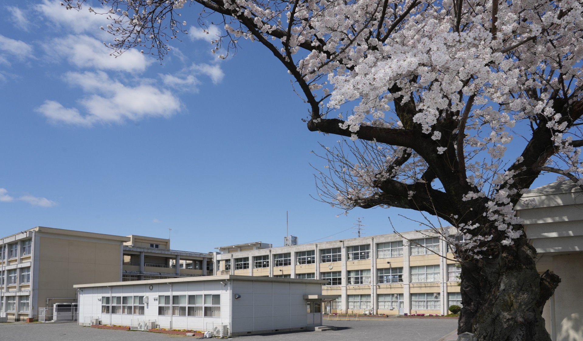 桜.jpg